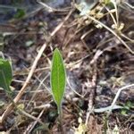 罗盘草|Silphium laciniatum L., 罗盘草 (世界植物区系)